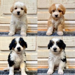 Bernedoodle puppies from Kruger Doodles