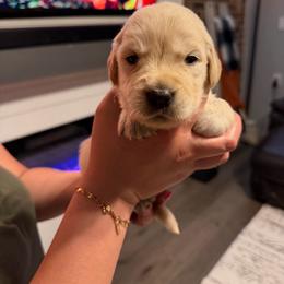 Cottontail (Black) - Light golden male Golden Retriever puppy in Jacksonville, Florida from River City Golden Retrievers