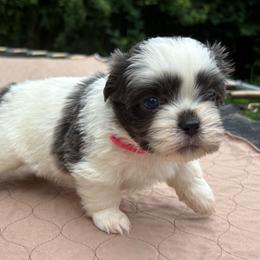Sapphire - Blue and white female Shih Tzu puppy in Eunice, Louisiana from 4J's Cajun Kennels