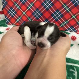 Blue boy - Parti male Miniature Schnauzer puppy in Oneonta, Alabama from Murphree Valley Kennels