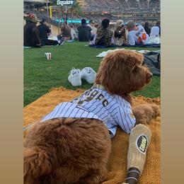Australian Labradoodle and Labradoodle Puppies from Doodles_Ko