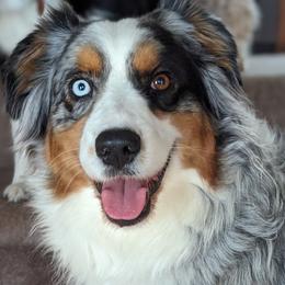 Cinch - Australian Shepherd