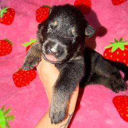 Maverick - Yellow Collar - Bi-color male German Shepherd puppy in Davenport, Florida from Pray Love Shepherd Kennels