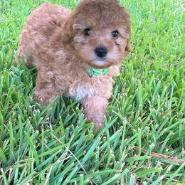 Jaxon - Red  male Poodle puppy in Nacogdoches, Texas from BA Mini Poodles