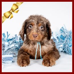 Maple - Brown white and tan male Cockapoo puppy in Connersville, Indiana from Deaz Doodle Ranch