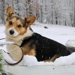 Axle - Pembroke Welsh Corgi