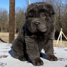 Chinese Shar-Pei Puppies from SNK Shar-Pei