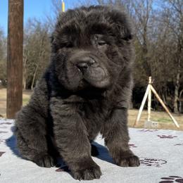 Chinese Shar-Pei Puppies from SNK Shar-Pei