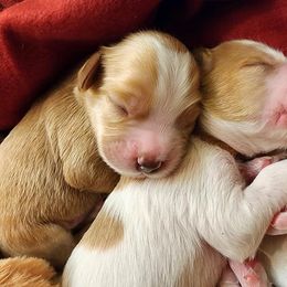 Labradoodle Puppies from Tyson's Farm Doodles