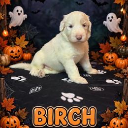BIRCH - Fawn and white male Sheepadoodle puppy in Riverside, California from Downtown Doodles & Frenchies