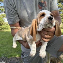 Old red - Red and white male Basset Hound puppy in Hudson, Michigan from Bachman’s Kennel