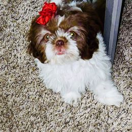 Brownie - Liver and white Shih Tzu puppy in Garland, Texas from Bibi’s Exclusive Shih Tzus