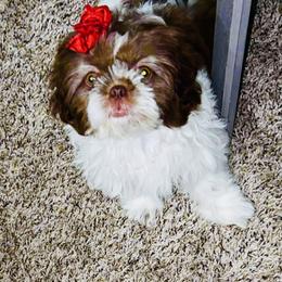 Brownie - Liver and white Shih Tzu puppy in Garland, Texas from Bibi’s Exclusive Shih Tzus