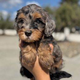 Laguna (Beach) - Blue merle female Bernedoodle puppy in Modesto, California from Central Valley Canine Companions