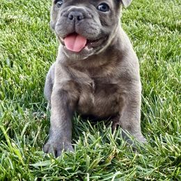 French Bulldog Puppies from Clay Acres Frenchies