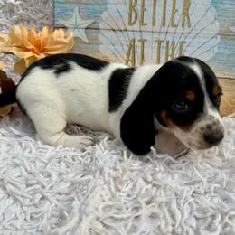 Buzz - Piebald male Dachshund puppy in Colbert, Oklahoma from Brooke Crenshaw