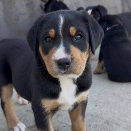Teal girl - Black, white and red female Greater Swiss Mountain Dog puppy in Woodland, Washington from Woodland Swissie’s
