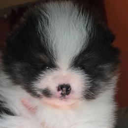 AKC Mason Black Tri color Parti - Black and tan parti male Pomeranian puppy in Gloversville, New York from ADKPOM Adirondack Pomeranians