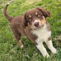 Morgan Girl 6 - Red tri-color female Australian Shepherd puppy in Solon, Maine from Mountain Range Australian Shepherds