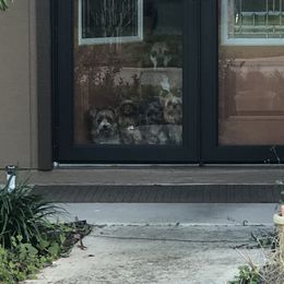 Yorkshire Terrier Puppies from MCM Acres