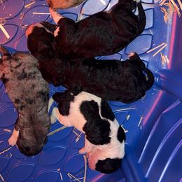 Aussiedoodles from CA Mini Doods