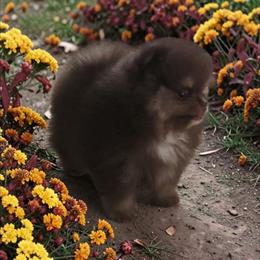 Gatlin 3,500 dollars - Chocolate and tan male Pomeranian puppy in Amelia, Ohio from Boujee Puff Poms