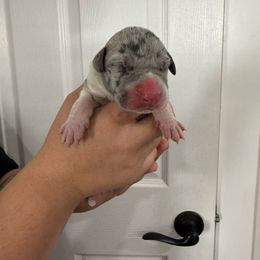 Grimm - Mantle merle female Great Dane puppy in Florida from Beachside Kennels