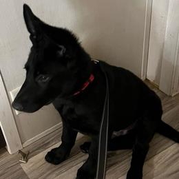 Knox - Black male German Shepherd puppy in Sharon Grove, Kentucky from Julie’s Shepherds