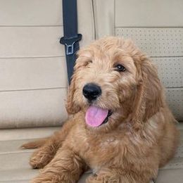 Goldendoodles from Suburban Farm Tennessee