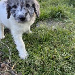 Aussiedoodle, Australian Shepherd, and Poodle Puppies from Love my doodles/ Aussiedoodle love