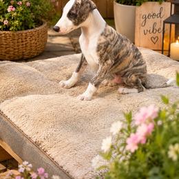 Tucker - White and fawn brindle male Whippet puppy in Menifee, California from Wonderstruck
