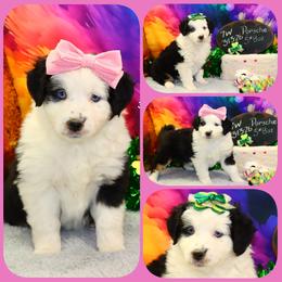 Porsche - Black tri female Toy Australian Shepherd puppy in Levelland, Texas from Once Upon a Time Aussies