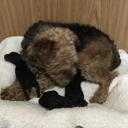 Zeus - Black and tan male Welsh Terrier puppy in Park Rapids, Minnesota from Peggy’s Terriers
