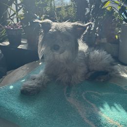 Onyx - Chinese Crested