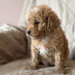 Boy 2 - Apricot male Cavapoo puppy in Yacolt, Washington from Olga's Cavapoo