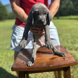 Weimaraner Puppies from Georgia Line Weimaraners