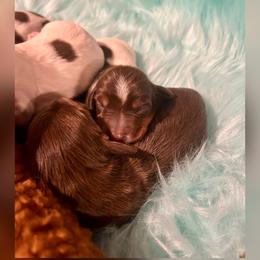 Snickers - Chocolate and tan male Dachshund puppy in Louisa, Kentucky from Mini Doxies of Eastern KY