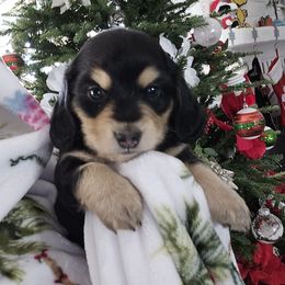Giovanni - Black and cream male Dachshund puppy in Willcox, Arizona from Tootsie's Tiny Toes