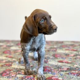 German Shorthaired Pointer, Labrador Retriever, and Working Cross Puppies from Upland Valley Kennels