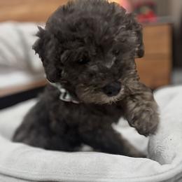 Poodles from Silver Ivory