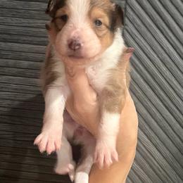 Puppy 2 - Sable & white female Toy Shetland Sheepdog puppy in Canton, Texas from 2kg Shelties