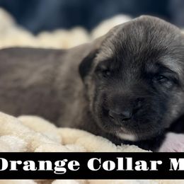 Orange Collar Male - Fawn male Anatolian Shepherd Dog puppy in Canton, Georgia from Rolling Thunder Ranch