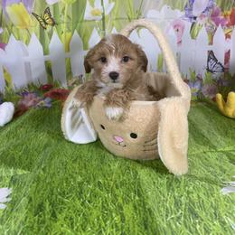 Prince - White and tan male Morkie puppy in Davie, Florida from Sweet Peluditos
