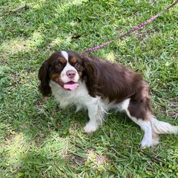 Cocoa - Cavalier King Charles Spaniel