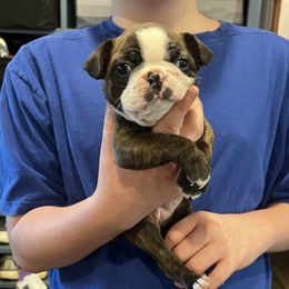 Gigi - Black brindle and white female Boston Terrier puppy in Wathena, Kansas from Burr Oak Bostons