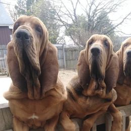 Bloodhounds from Nozenears Bloodhounds