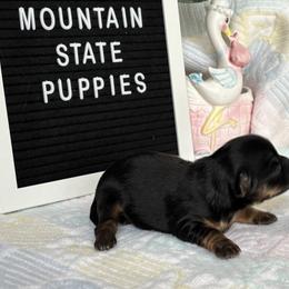 Olivia - Black and gold female Shorkie puppy in Charleston, West Virginia from Mountain State Puppies