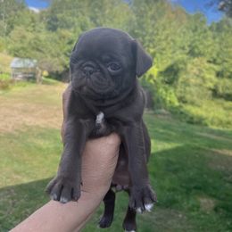 Girl 3 - Black female Pug puppy in Belmont, New Hampshire from Crazy Pugs Haven