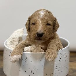 Mittens - Apricot male Goldendoodle puppy in Kenansville, North Carolina from J+A Family Doodles