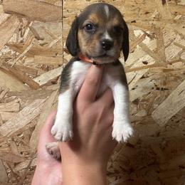 Pumpkin - Black white and tan male Beagle puppy in St. Cloud, Minnesota from Beagle Blessings